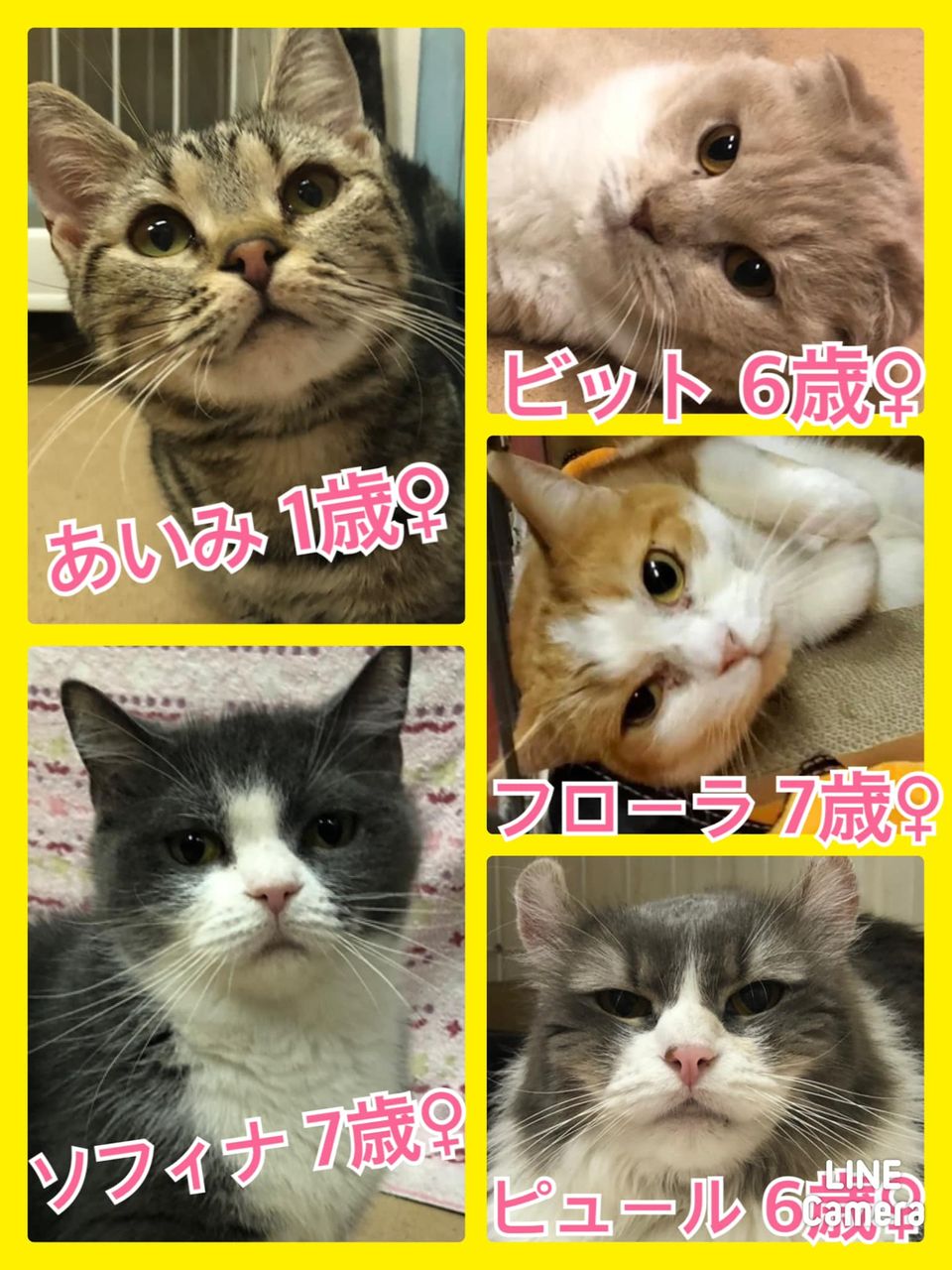 🐾今日の里親様募集中ニャンコ🐱メンバーです🐾2021,9,13